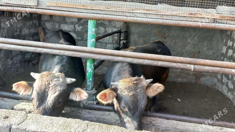 Bakilan okuz. - Aşgabat - img 2