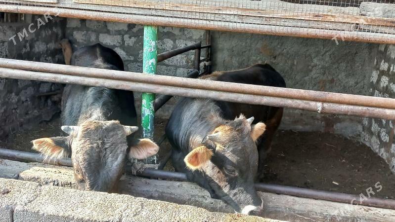 Bakilan okuz. - Aşgabat - img 4