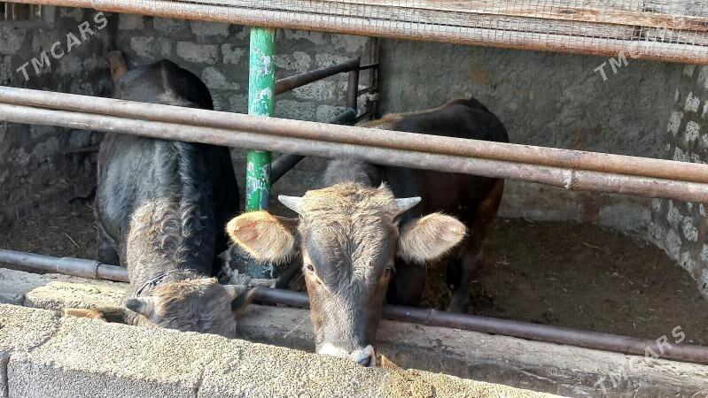 Bakilan okuz. - Aşgabat - img 3