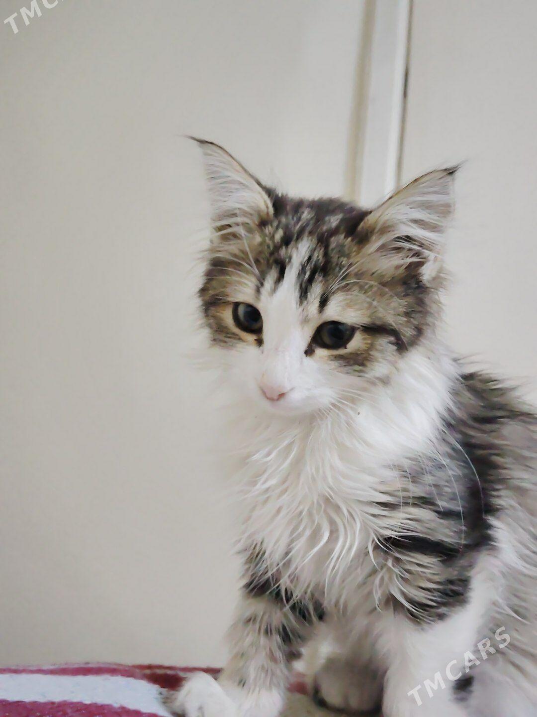 pişijik gowy seretjege seyle b - Ашхабад - img 2