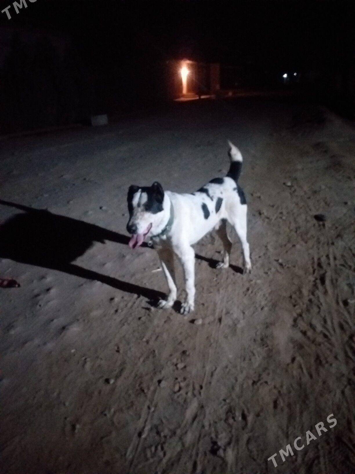 GARA GUSH - Şabat etr. - img 9