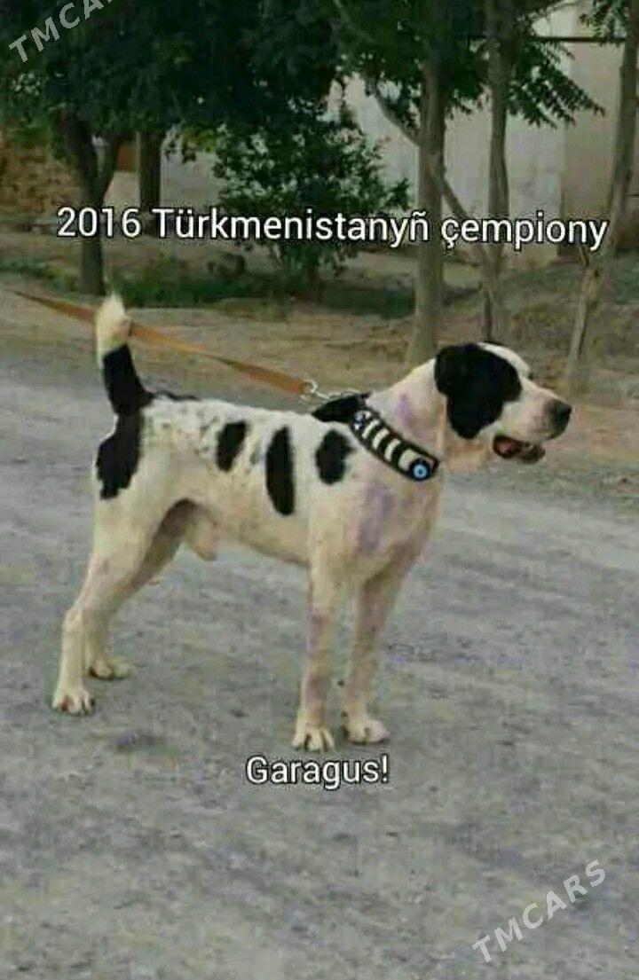 GARA GUSH - Şabat etr. - img 7