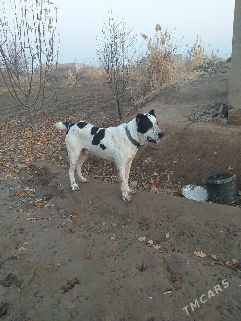 GARA GUSH - Şabat etr. - img 5