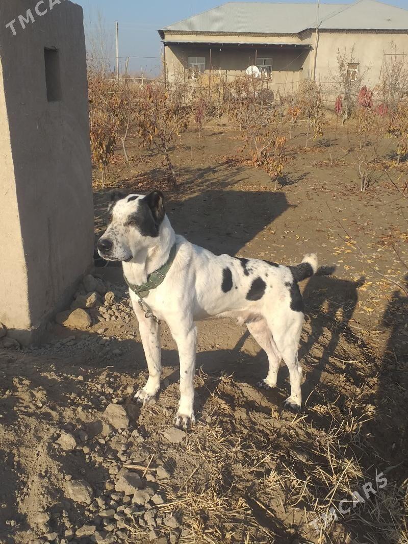 GARA GUSH - Şabat etr. - img 8