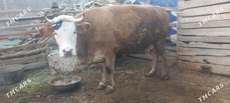 SYGYR - Ak bugdaý etraby - img 2