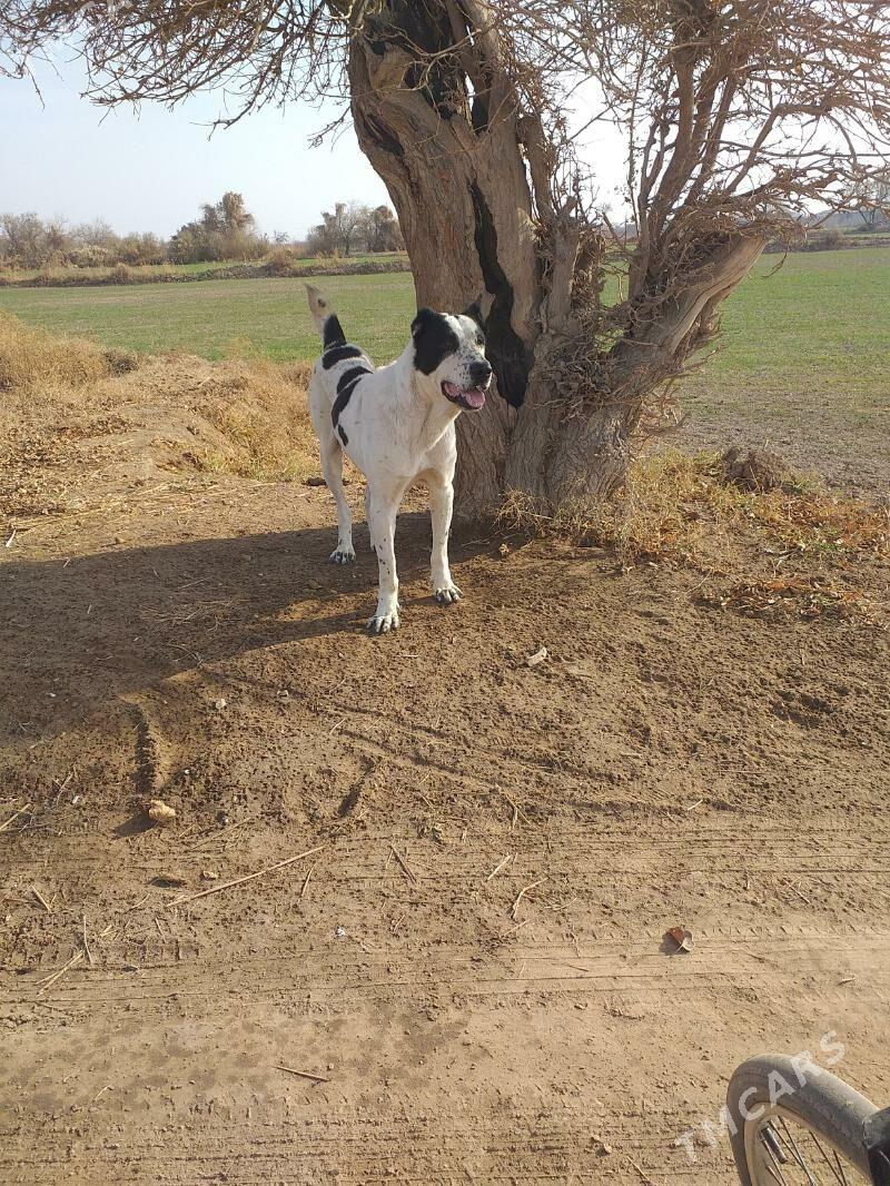 GARA GUSH - Şabat etr. - img 2