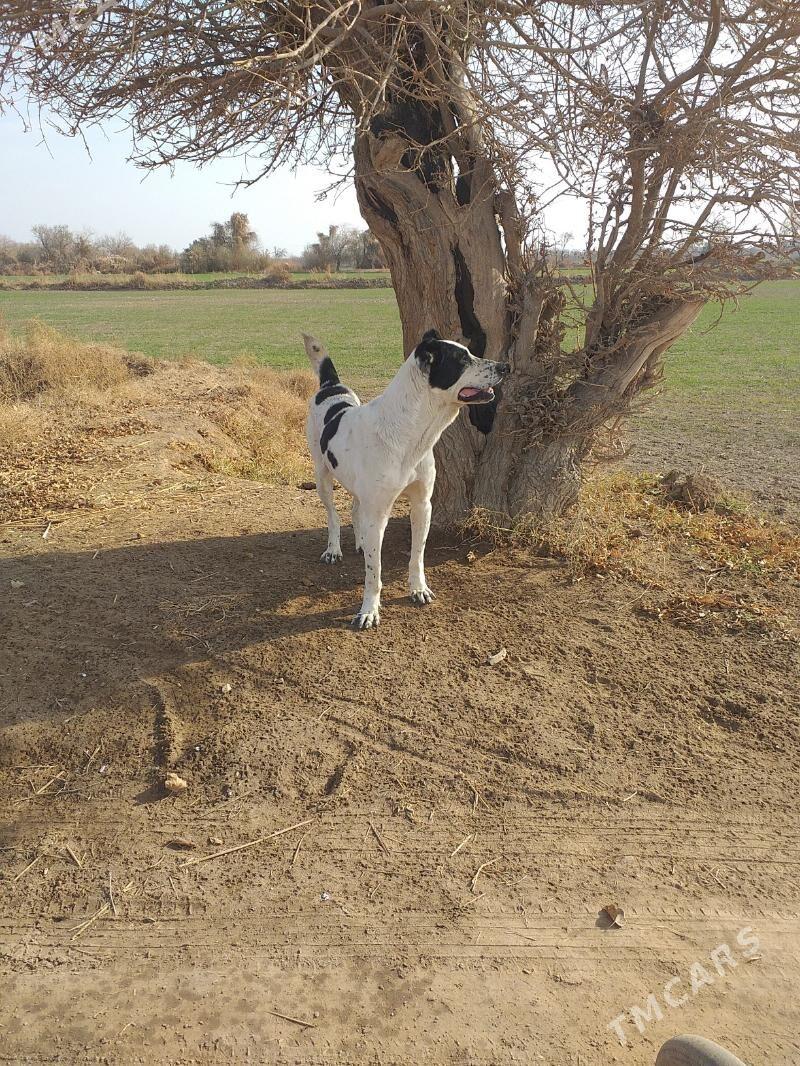 GARA GUSH - Şabat etr. - img 3