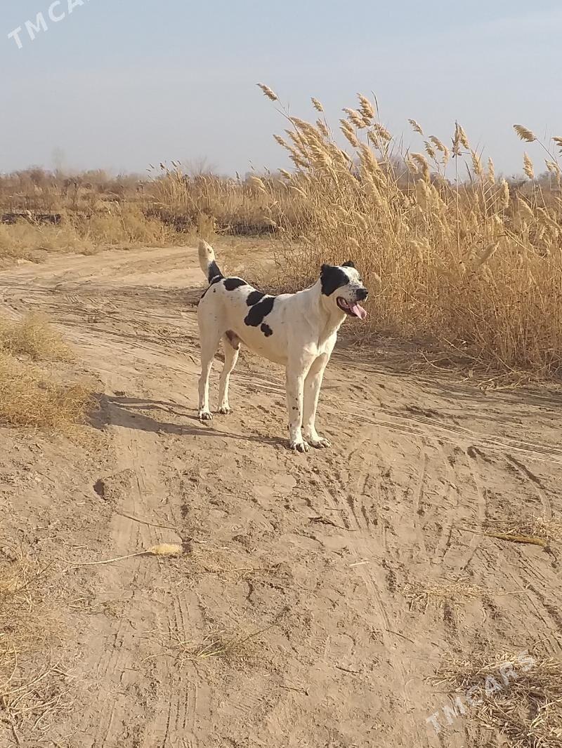 GARA GUSH - Şabat etr. - img 4