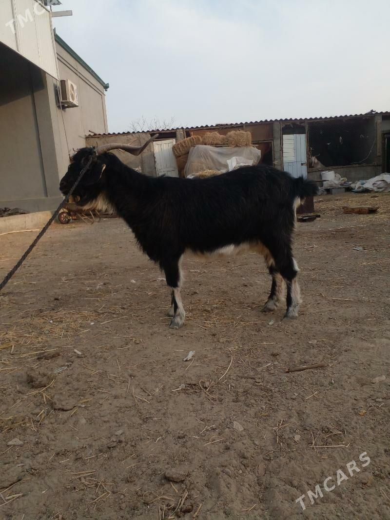 geçi - Büzmeýin - img 2