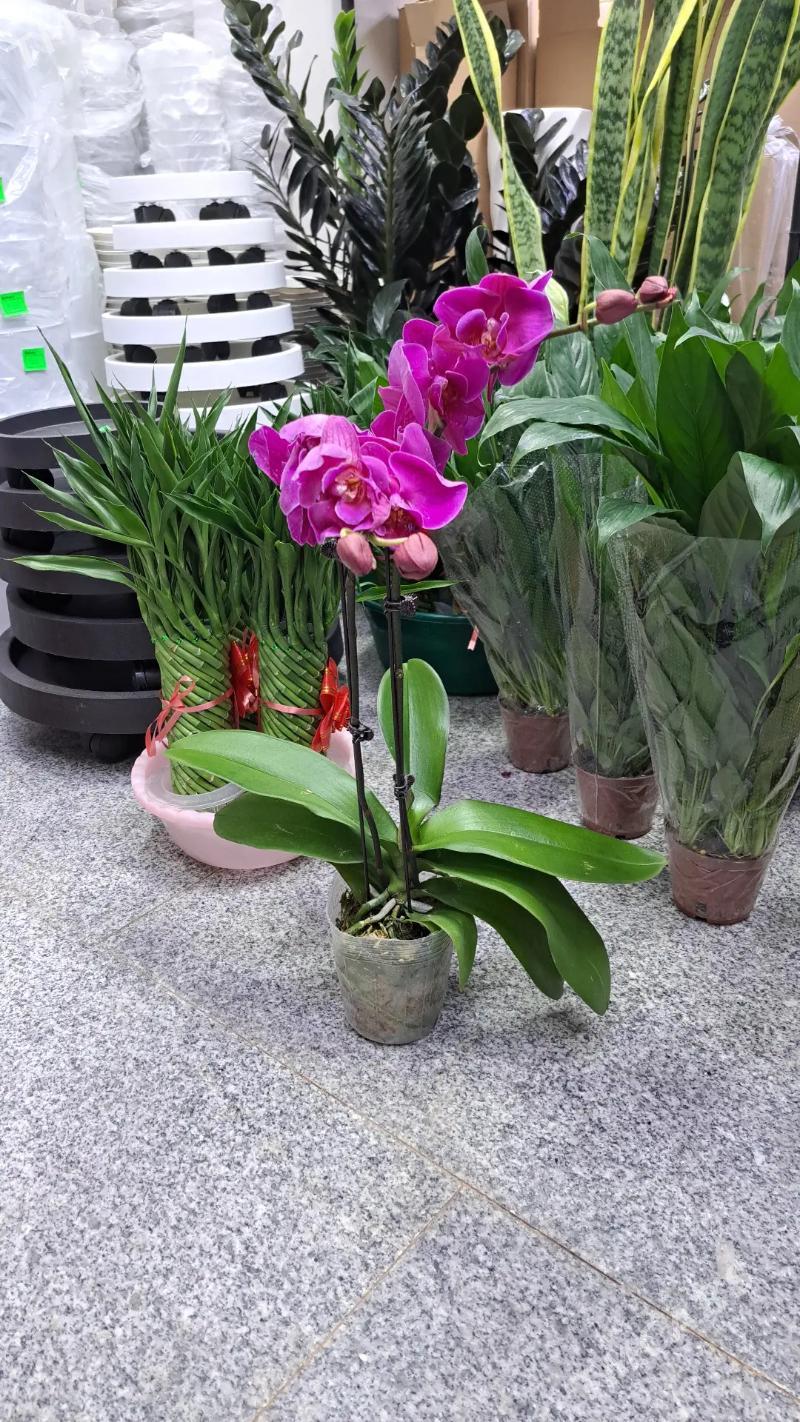 orhideya - Ашхабад - img 2