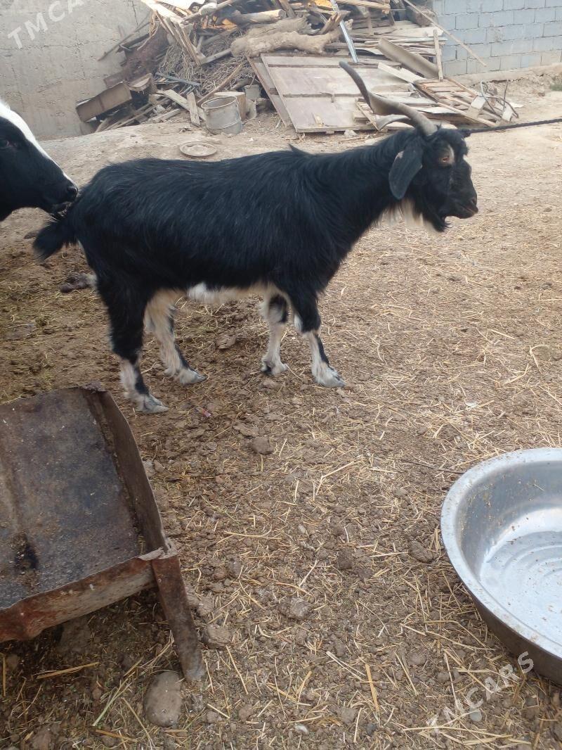 geçi - Büzmeýin - img 4