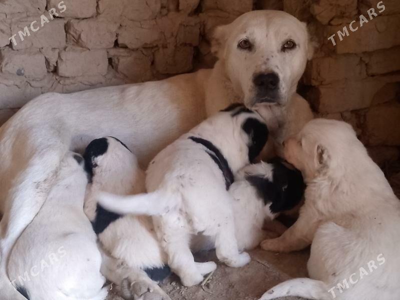 alabaý - Шабатский этрап - img 3