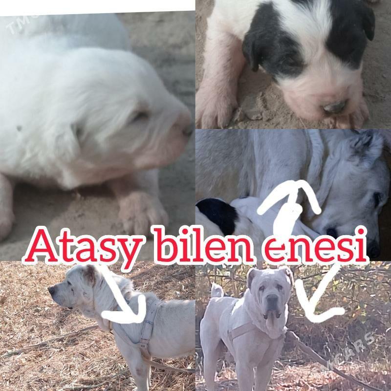 alabaý - Шабатский этрап - img 4