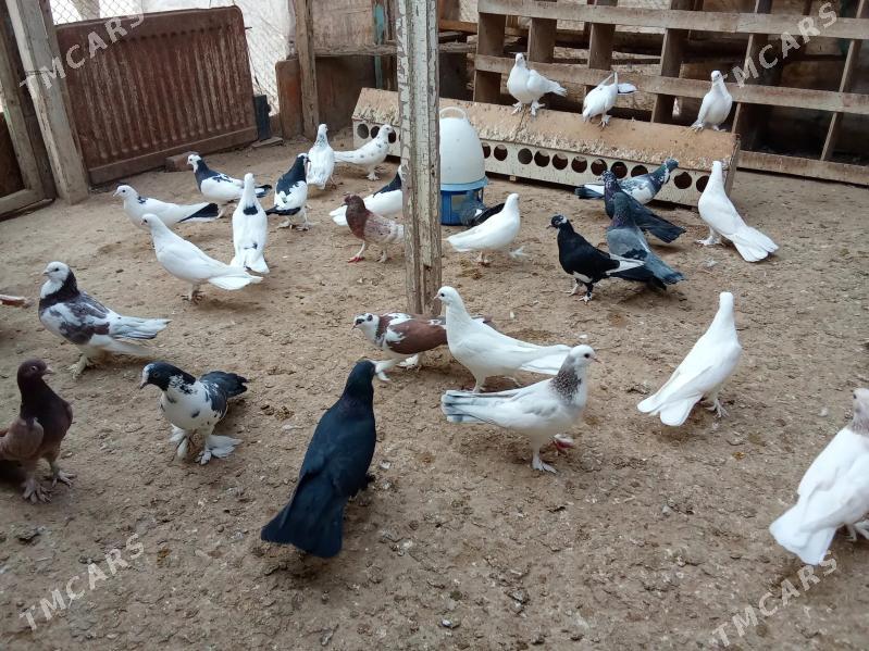 kepderi - Гумдаг - img 3