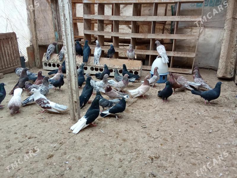 kepderi - Гумдаг - img 4