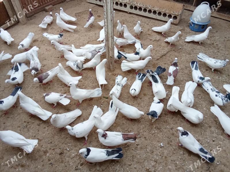 kepderi - Гумдаг - img 7