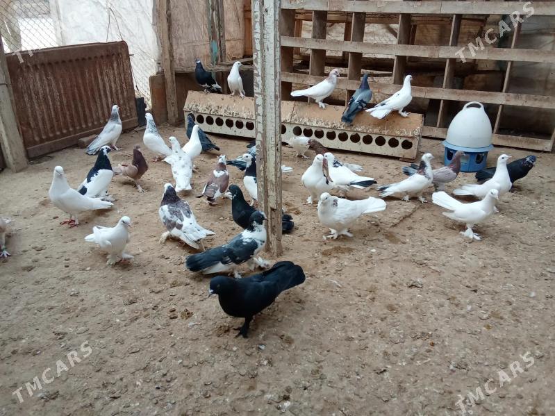 kepderi - Гумдаг - img 2