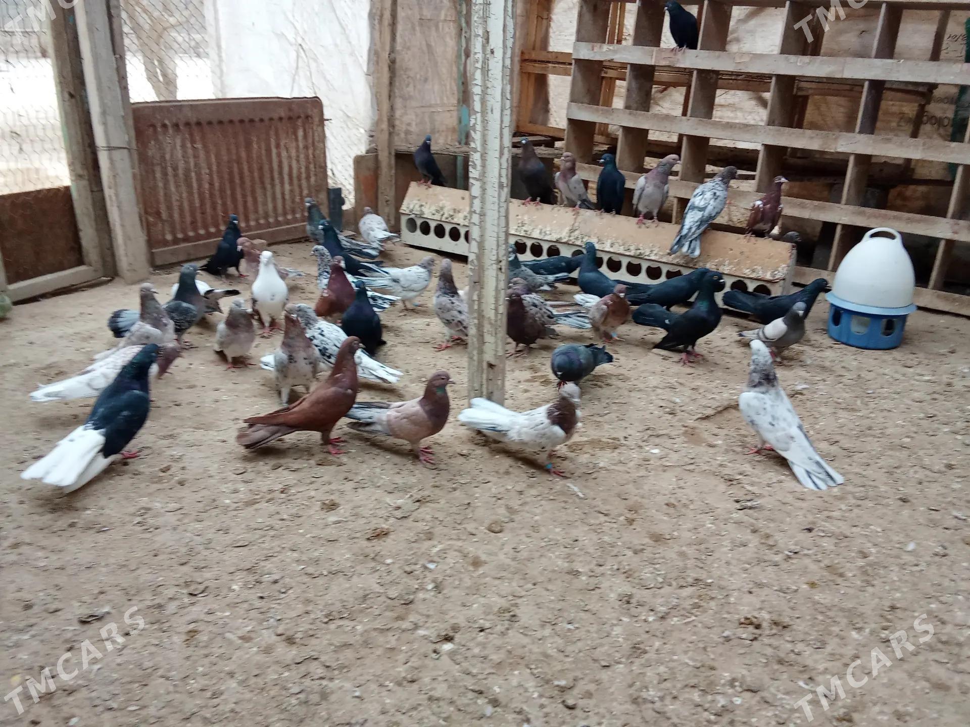 kepderi - Гумдаг - img 6