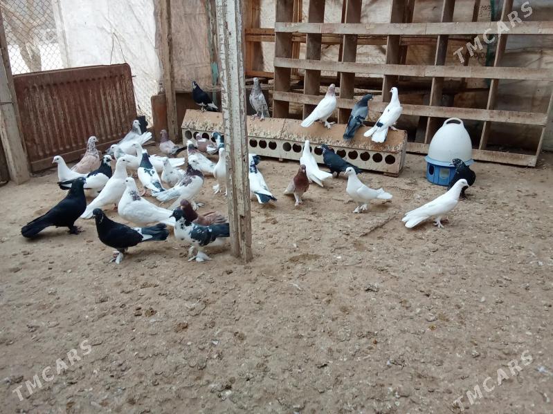 kepderi - Гумдаг - img 5