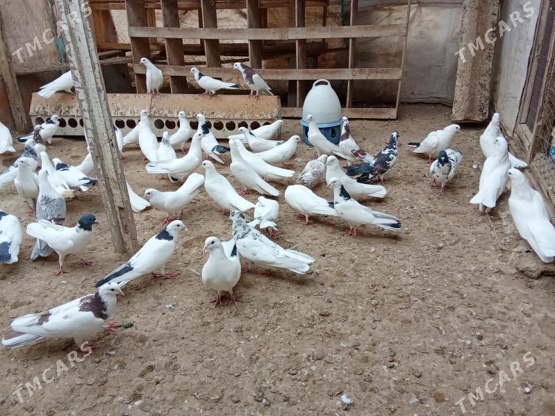 kepderi - Гумдаг - img 9