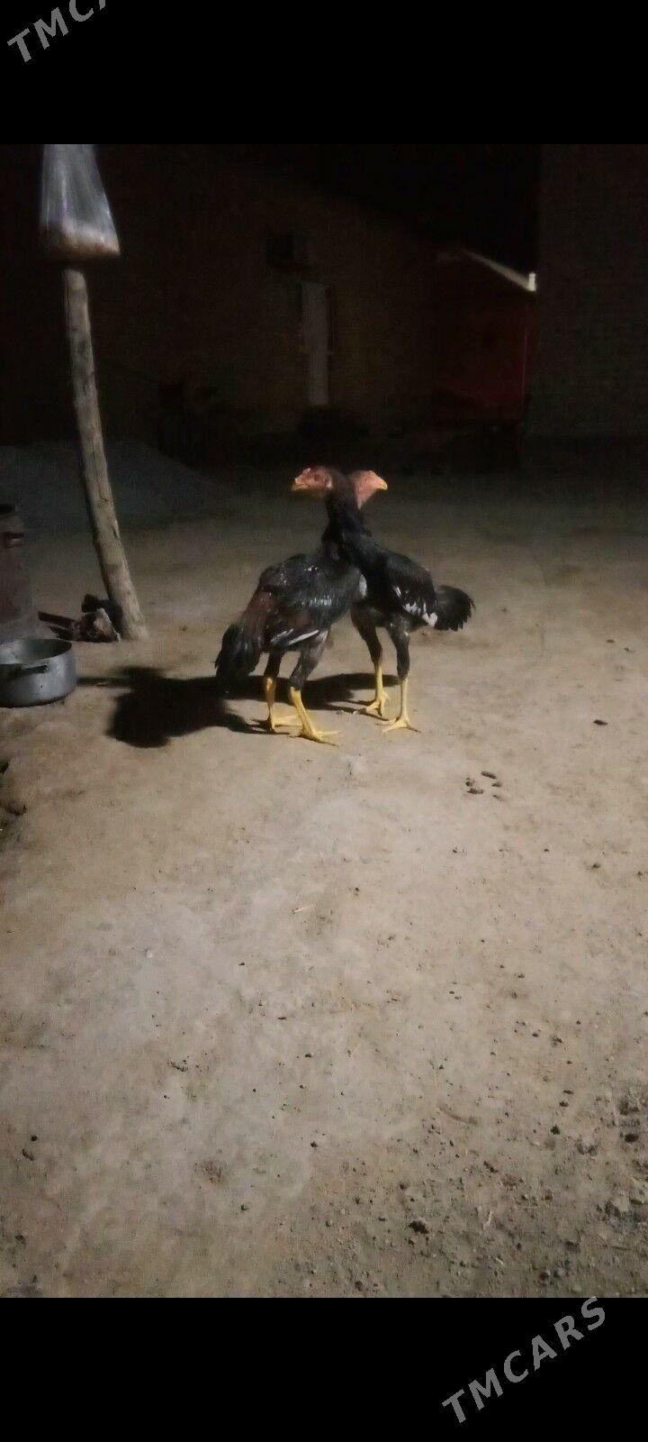 TAŞKENT JUJELER - Мургап - img 4