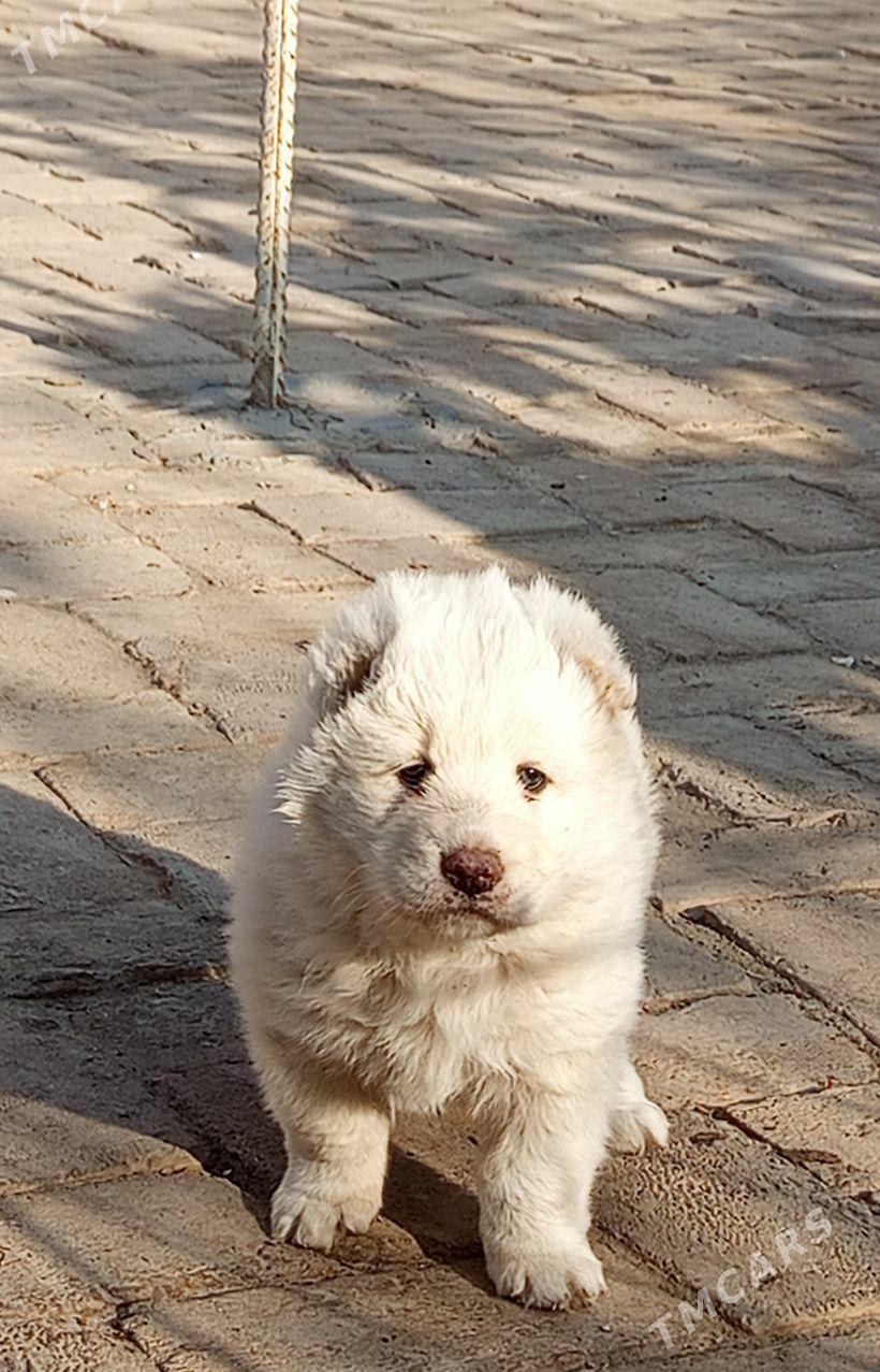 Alabay - Халач - img 4