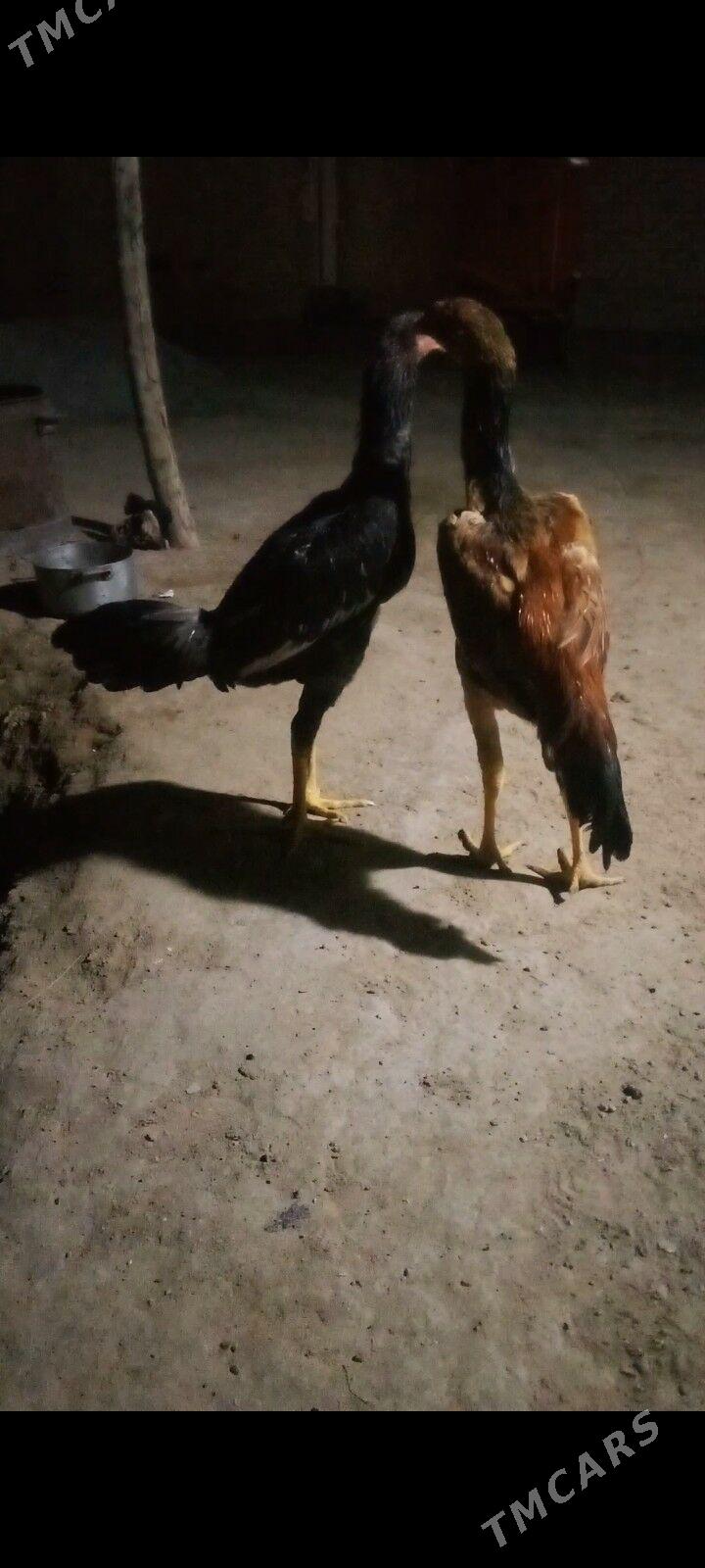 TAŞKENT JUJELER - Мургап - img 3