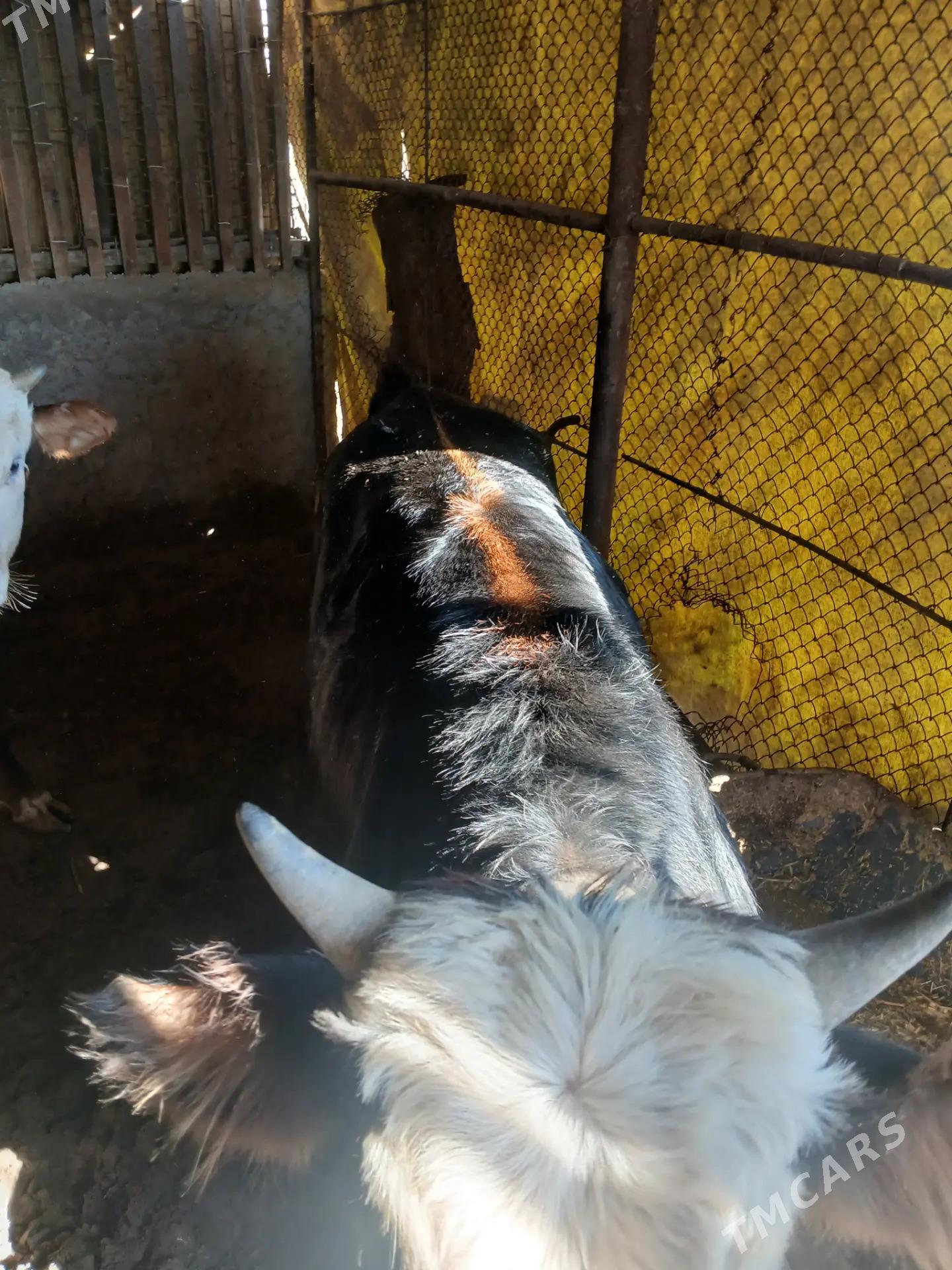 Öküz - Esenguly - img 2