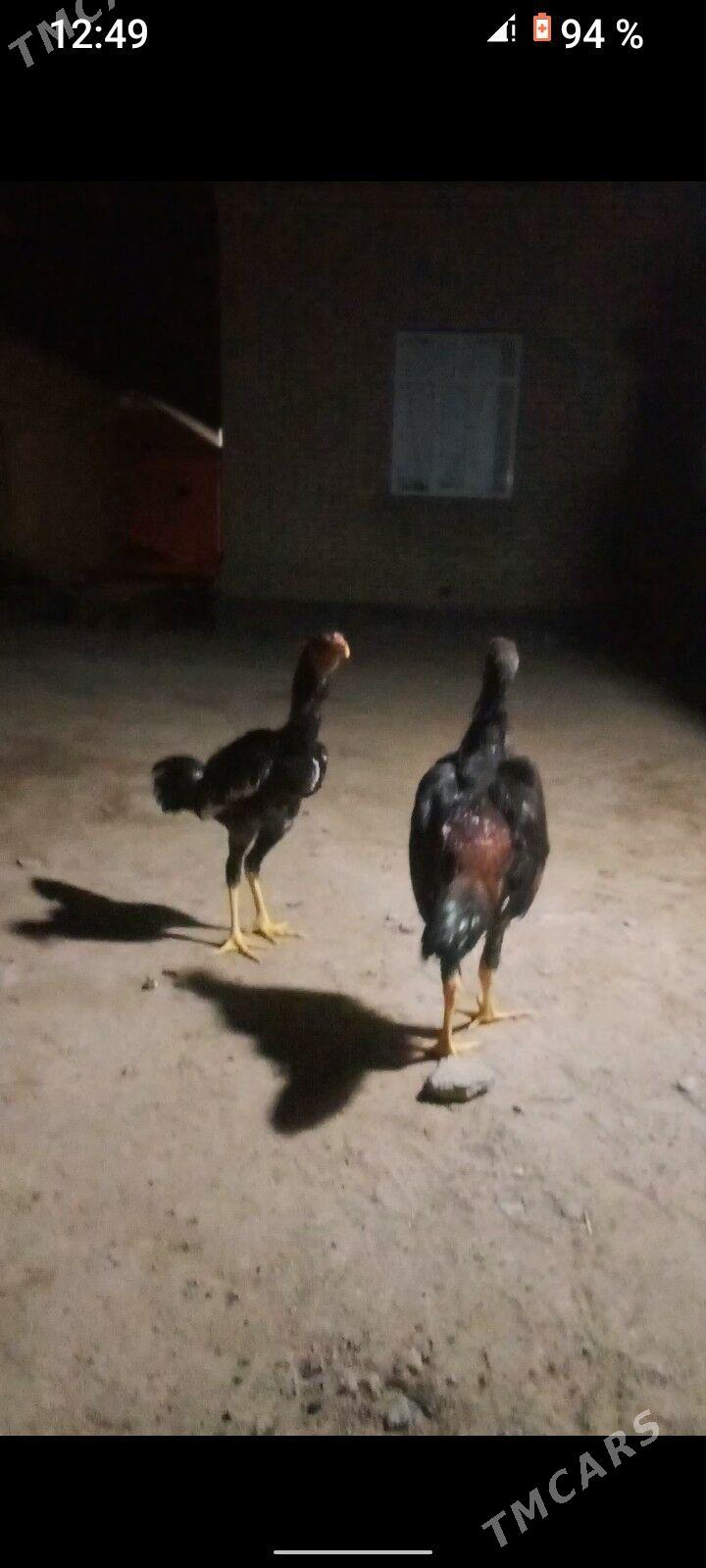 TAŞKENT JUJELER - Мургап - img 5