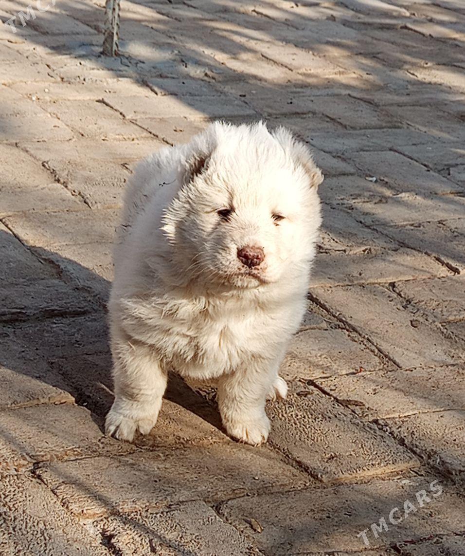 Alabay - Халач - img 3