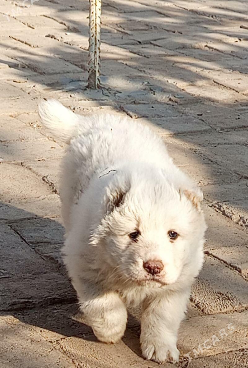 Alabay - Халач - img 2