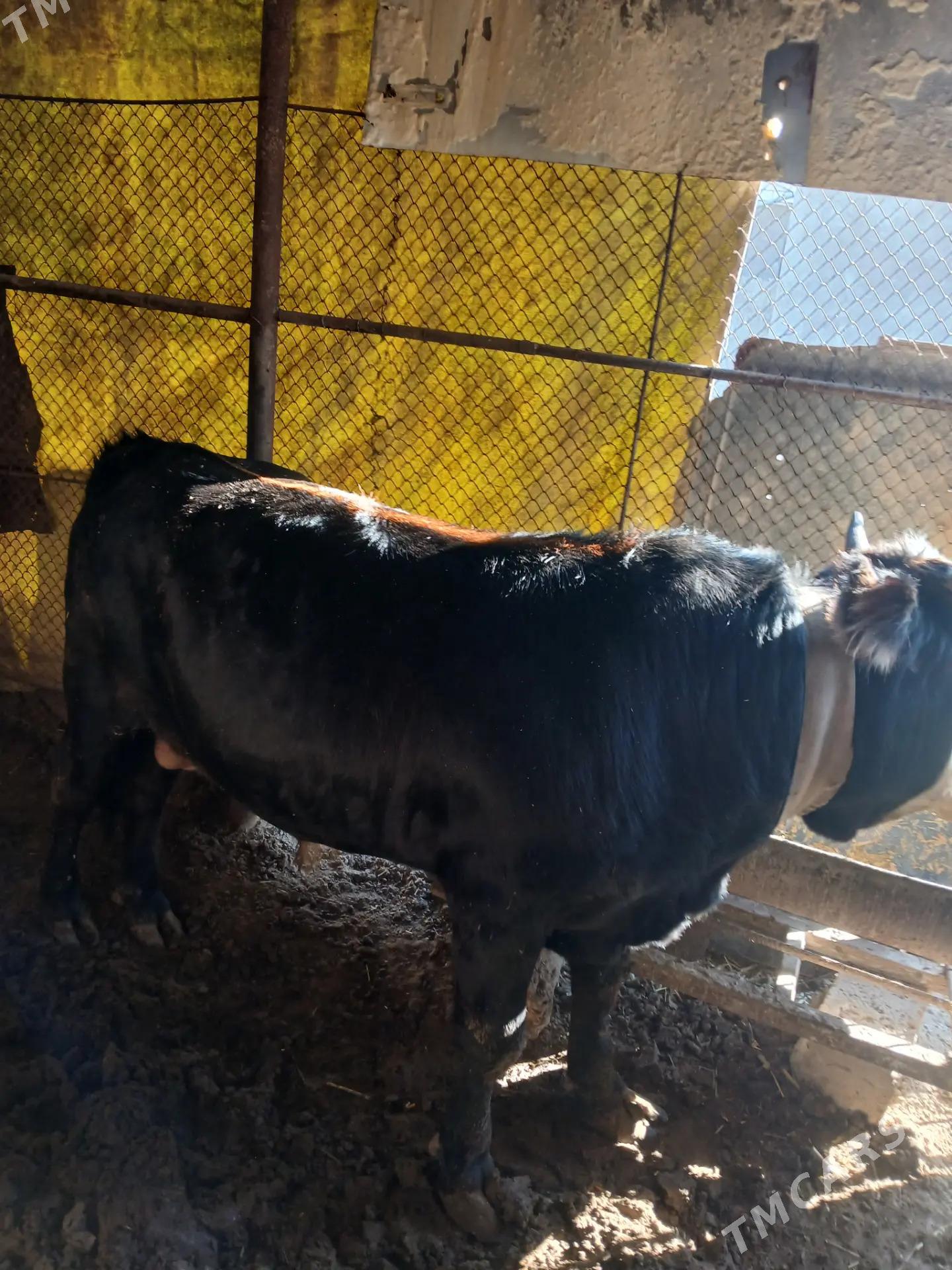 Öküz - Esenguly - img 3