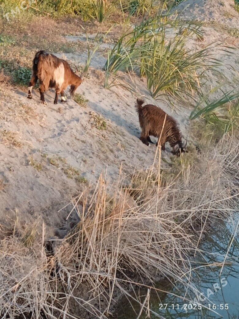 Geçi owlak - Kerki - img 6