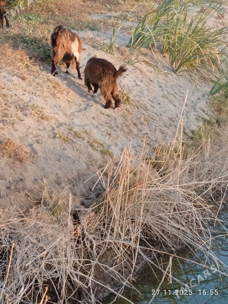 Geçi owlak - Kerki - img 7