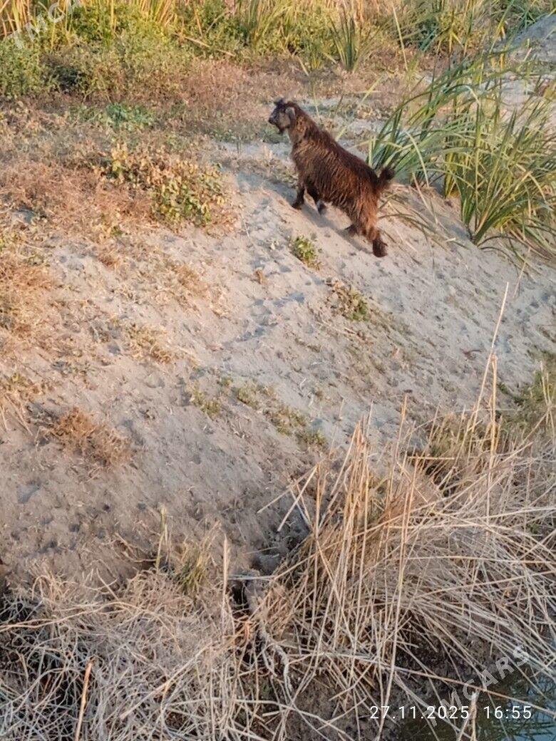 Geçi owlak - Kerki - img 5