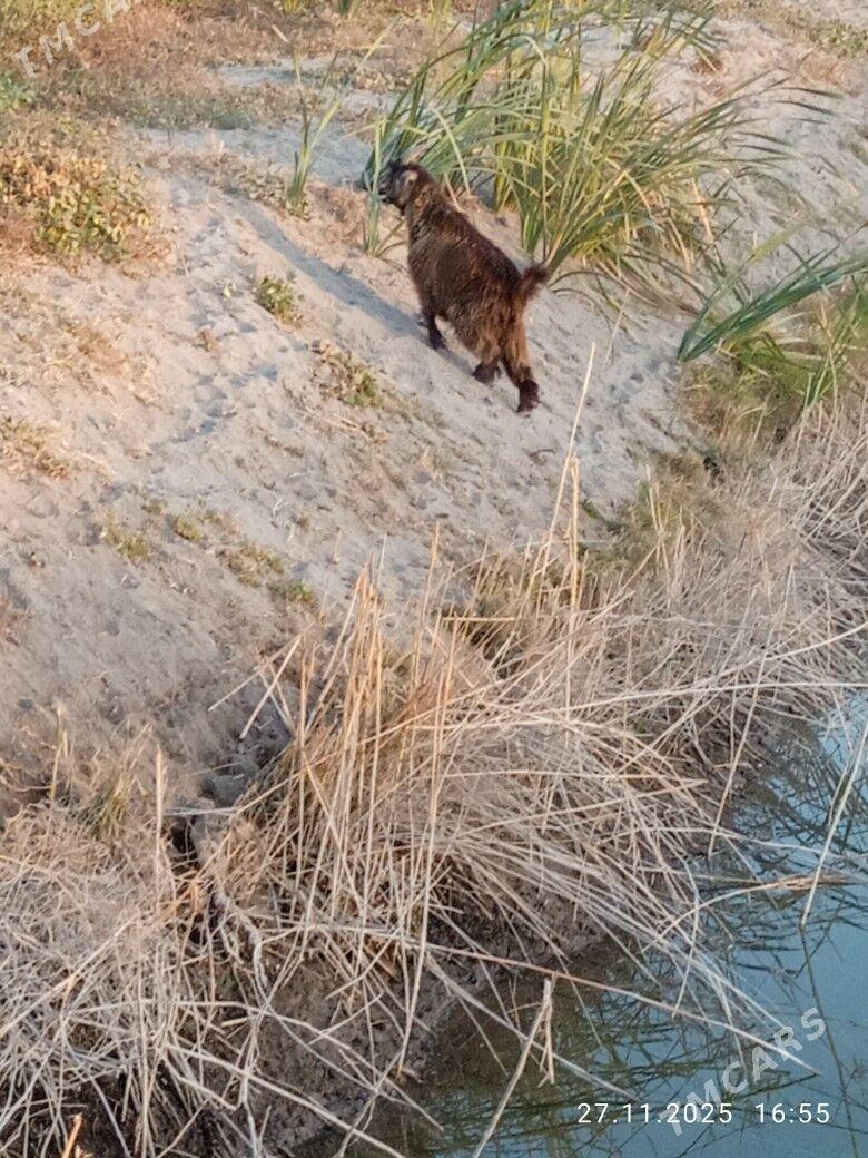 Geçi owlak - Kerki - img 4