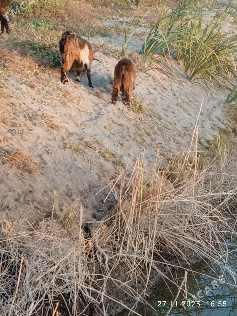 Geçi owlak - Kerki - img 2