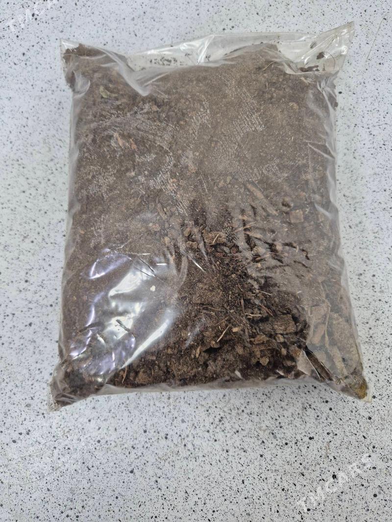 oy gulleri uçun - Ашхабад - img 3