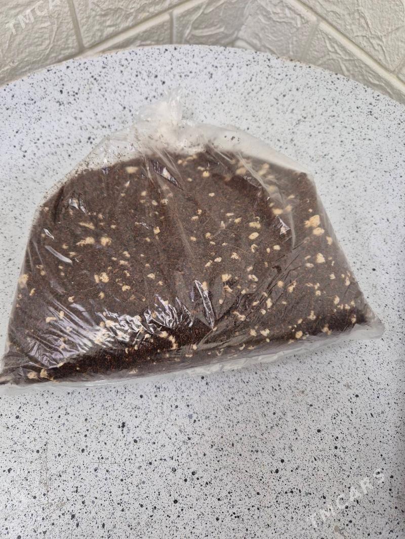 oy gulleri uçun - Ашхабад - img 5