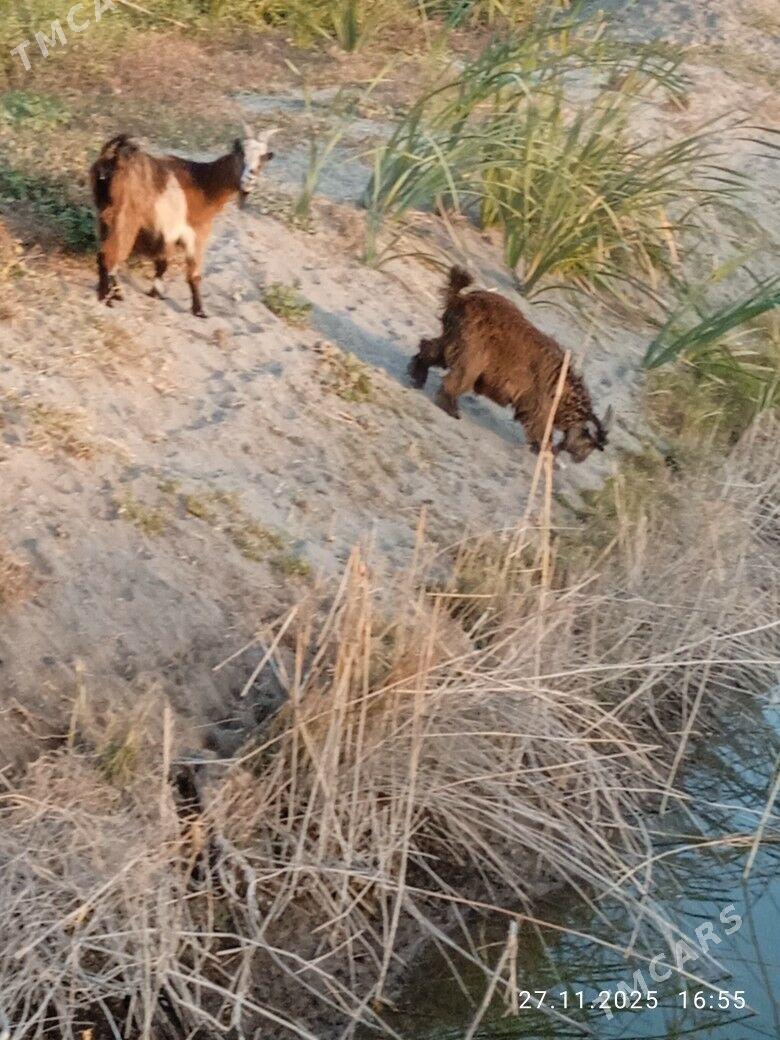 Geçi owlak - Kerki - img 3