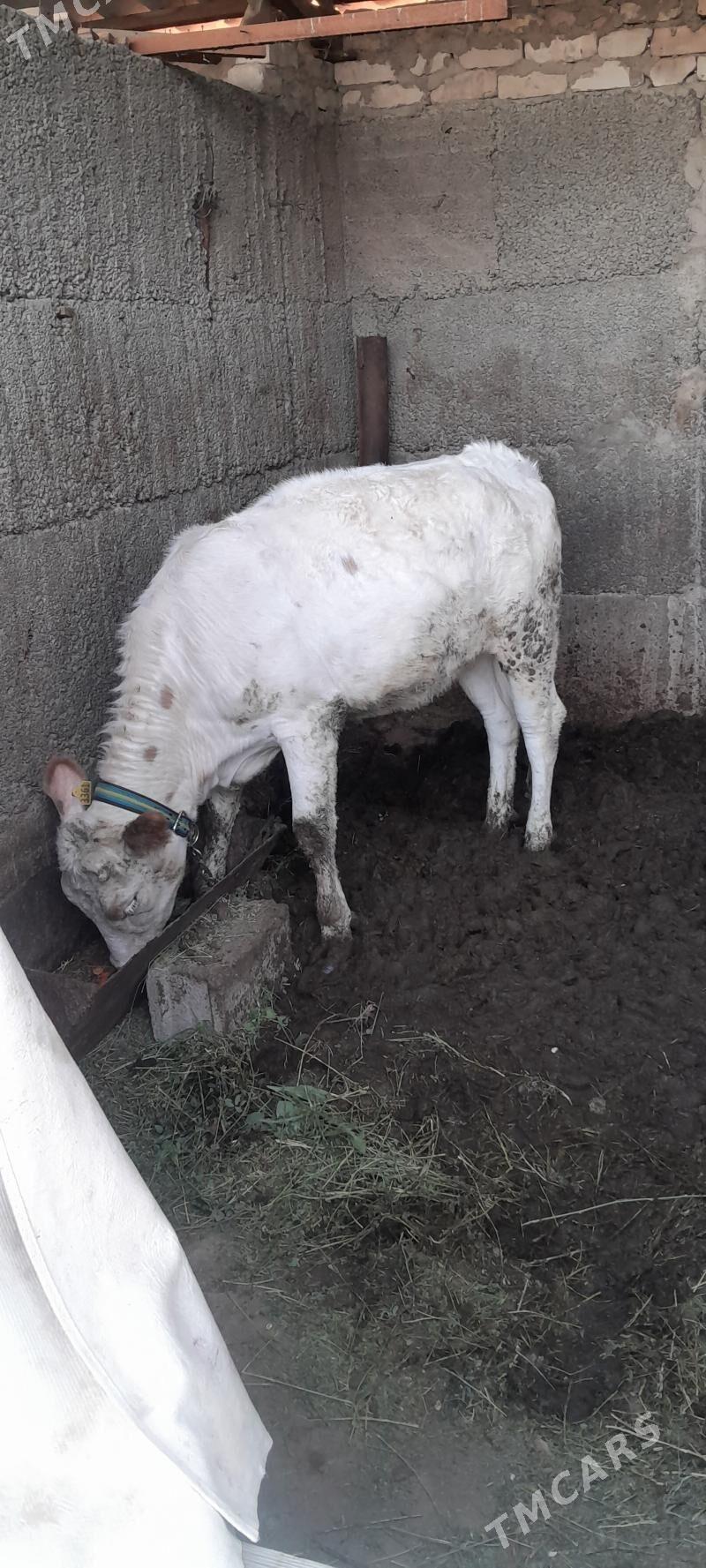 tüwe - Ашхабад - img 2