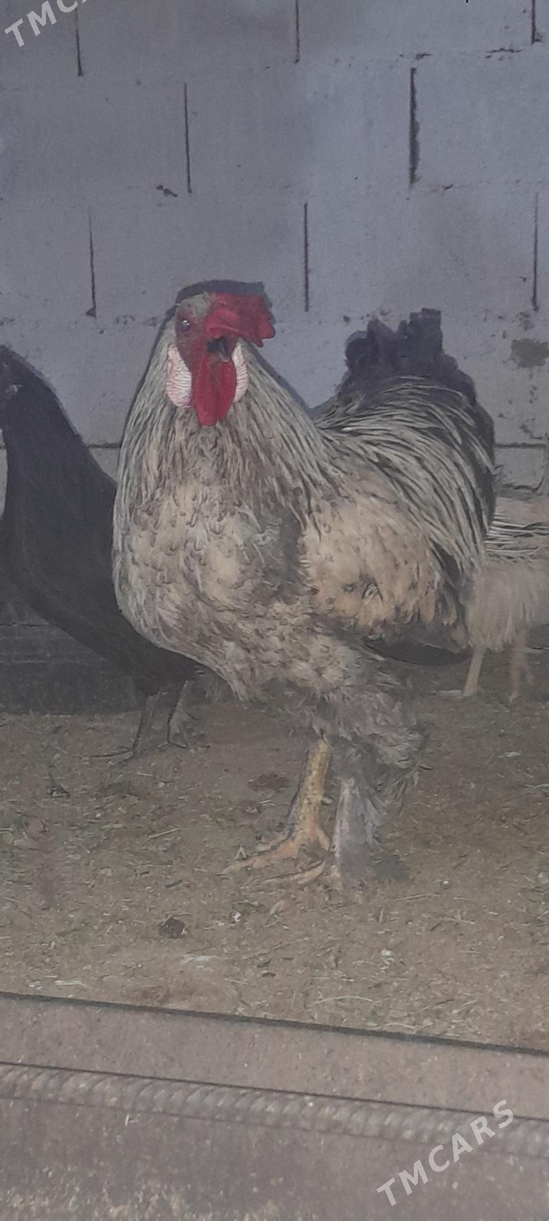 Balgar towuk 10 aýlyk - Gökdepe - img 2