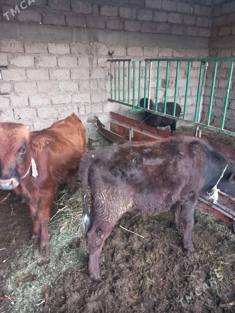 öküzçe. - Яшлык - img 3