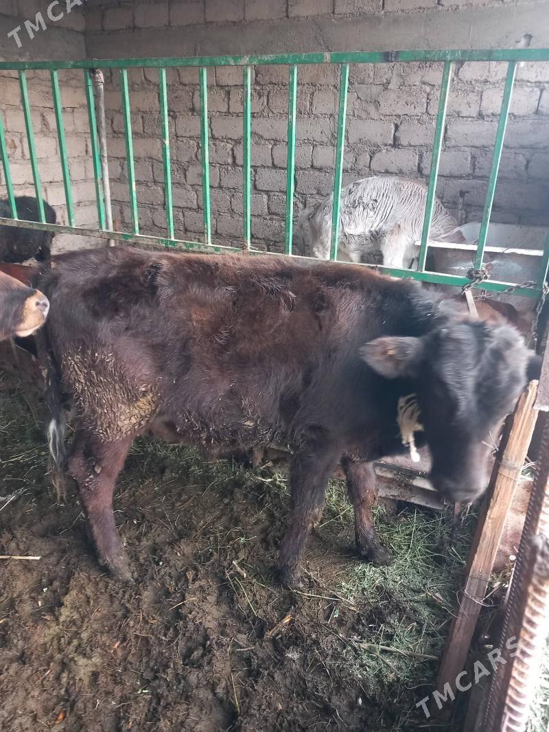 öküzçe. - Яшлык - img 2