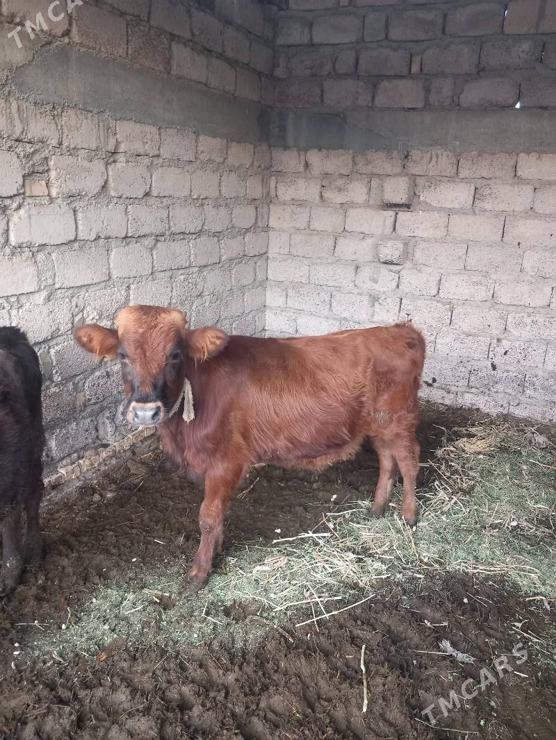 öküzçe. - Яшлык - img 6