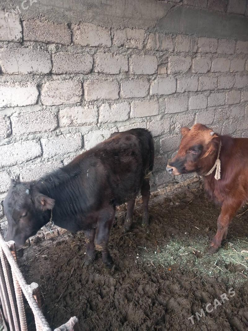 öküzçe. - Яшлык - img 5