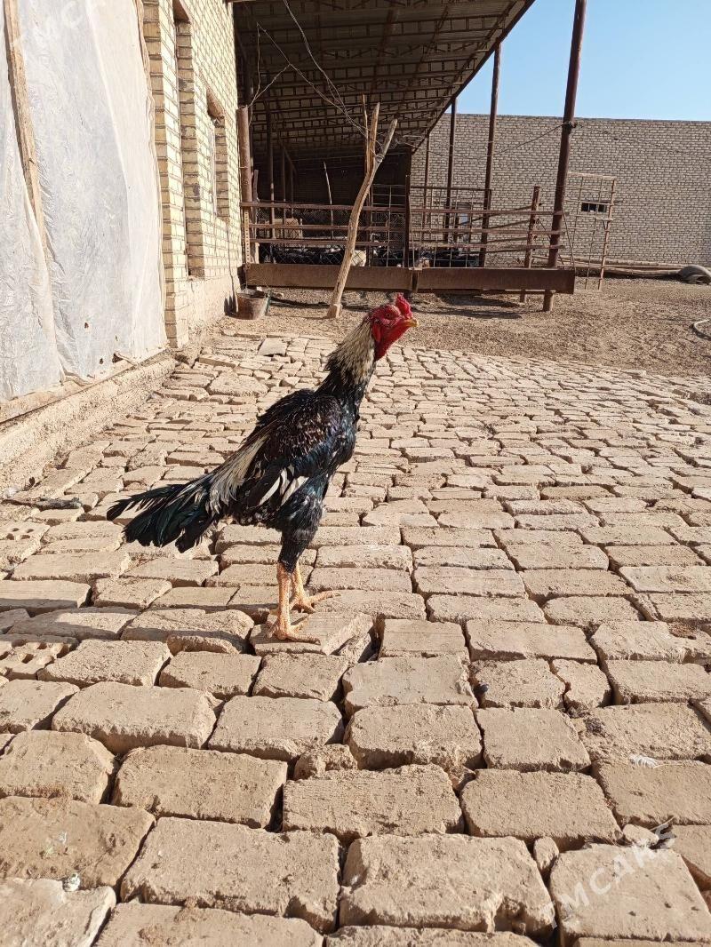 Baysok - Wekilbazar - img 2