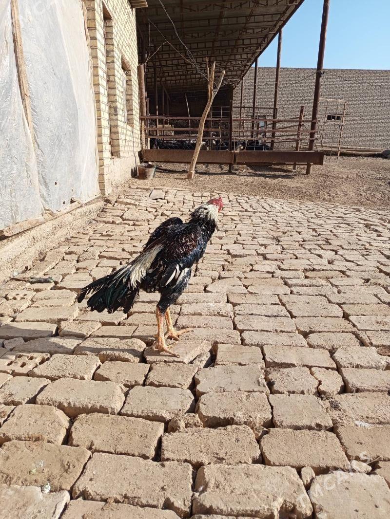 Baysok - Wekilbazar - img 3