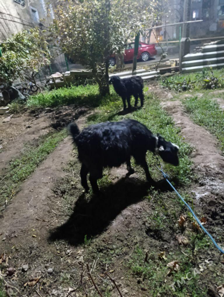 geçı - Туркменабат - img 2