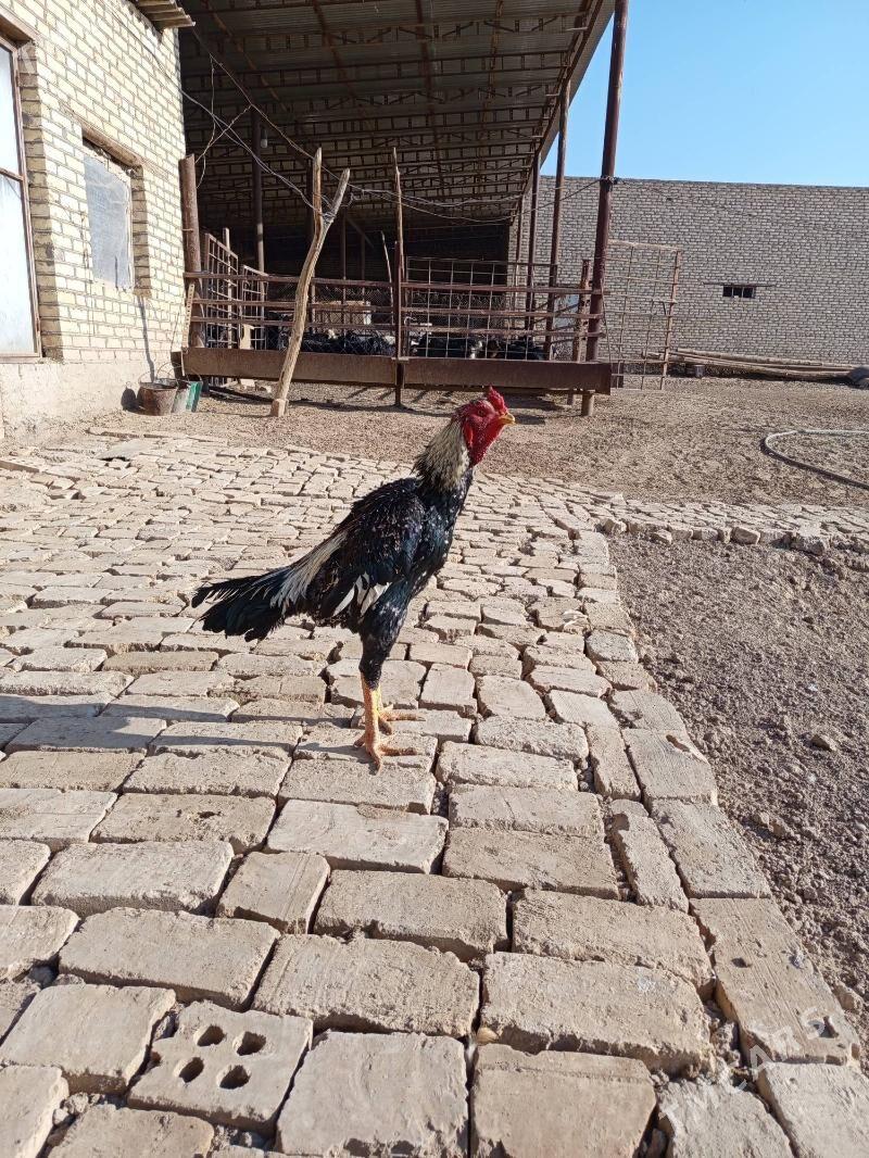 Baysok - Wekilbazar - img 4